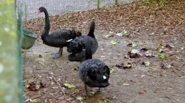 Keder kuğuları hayvanat bahçesinde yemek yiyor. Yüksek kalite 4k görüntü