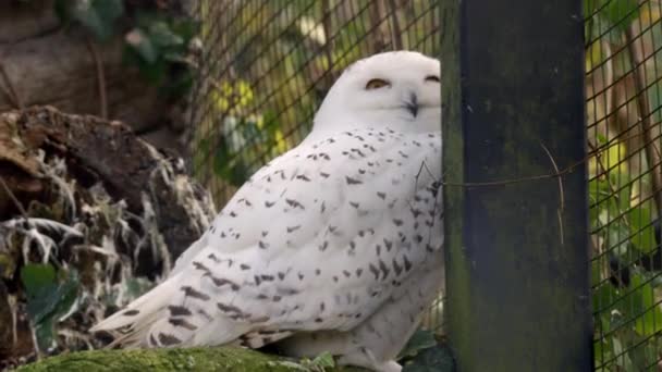 动物园笼子里的雪地猫头鹰 高质量的4K镜头 — 图库视频影像