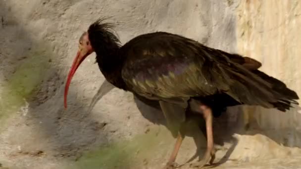Ermita Ibis Bird Zoológico Imagens Alta Qualidade — Vídeo de Stock