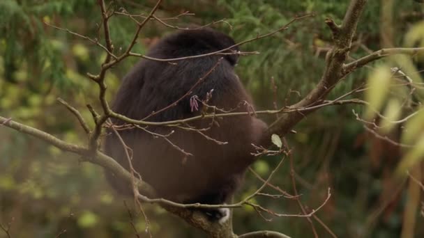 Biała Ręka Gibbon Siedzi Drzewie Wysokiej Jakości Materiał — Wideo stockowe