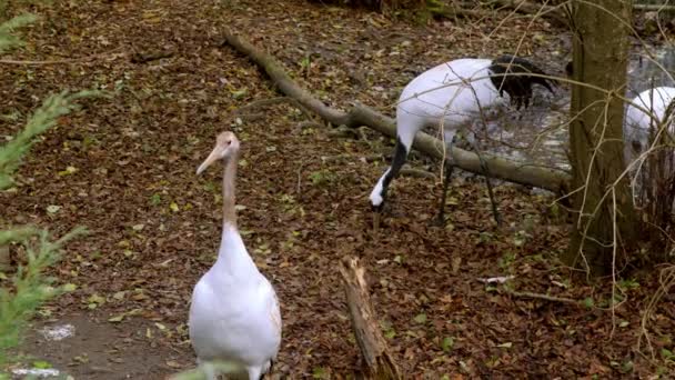 Couple Grues Mandchourie Dans Zoo Images Haute Qualité — Video