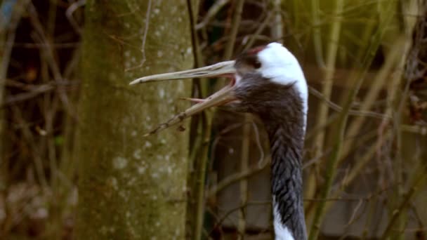 Μαντσουριανό Ζευγάρι Γερανών Στο Ζωολογικό Κήπο Υψηλής Ποιότητας Πλάνα — Αρχείο Βίντεο