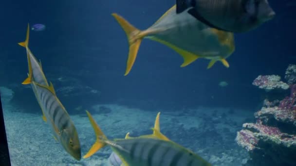 Bunte Korallenfische Zooaquarium Hochwertiges Filmmaterial — Stockvideo