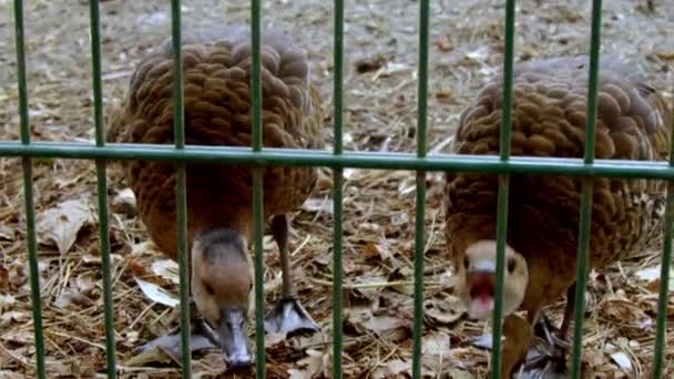 動物園のフェンスでアヒルを頼む 高品質4K映像 — ストック動画