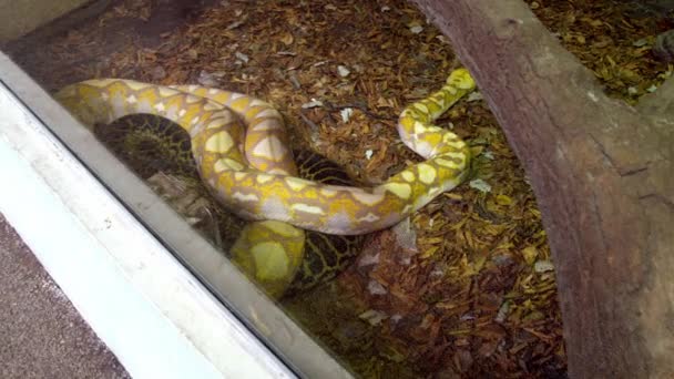 Boa Constrictor Anaconda Serpents Dans Zoo Images Haute Qualité — Video