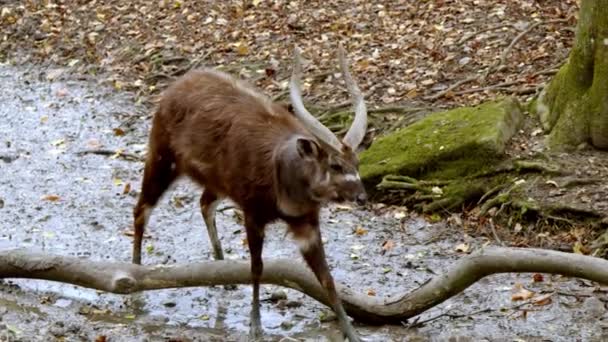 Gang Antilopes Broutant Dans Zoo Images Haute Qualité — Video