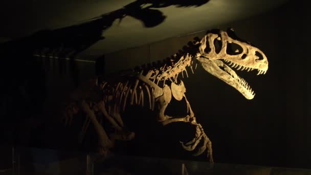 动物园里的霸王龙骨架 高质量的4K镜头 — 图库视频影像