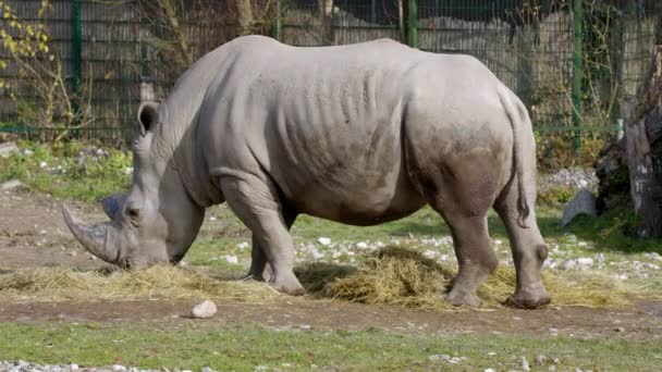 코뿔소는 동물원에서 건초를 먹습니다 고품질 — 비디오