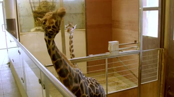 Zürafalar Hayvanat Bahçesindeki Ahırda Yemek Yiyor Yüksek Kalite Görüntü — Stok video