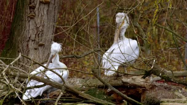 Grandes Pelícanos Blancos Sentados Cerca Del Estanque Imágenes Alta Calidad — Vídeos de Stock