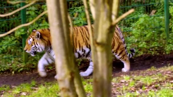 Gigantyczny Tygrys Syberyjski Zoo Wysokiej Jakości Materiał — Wideo stockowe