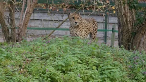 Τσιτάχ Τριγυρνάει Στο Ζωολογικό Κήπο Υψηλής Ποιότητας Πλάνα — Αρχείο Βίντεο