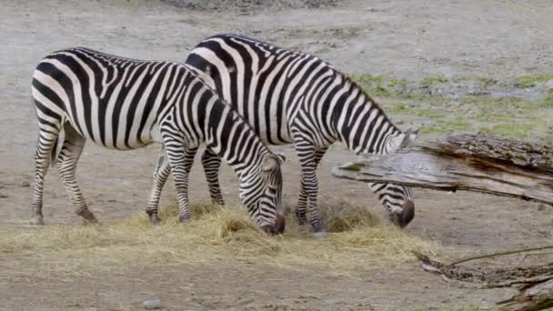 Zebras Walking Eating Hay High Quality Footage — Stock Video