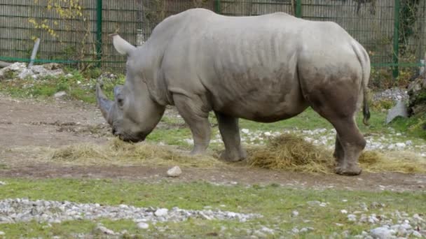 Rinoceronte Comiendo Heno Zoológico Imágenes Alta Calidad — Vídeo de stock