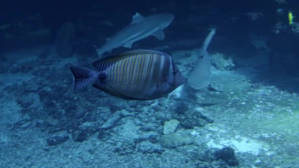 鲨鱼在动物园水族馆里游来游去 高质量的4K镜头 — 图库视频影像