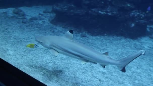 Акулы Плавают Аквариуме Зоопарка Высококачественные Кадры — стоковое видео