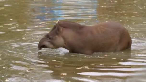 Tapir Estanque Del Zoológico Imágenes Alta Calidad — Vídeo de stock