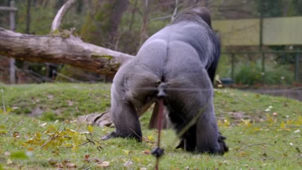 Gorilla Maschio Che Raccoglie Carote Mangia Filmati Alta Qualità — Video Stock