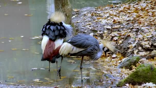Hoopoes Lagoa Zoológico Imagens Alta Qualidade — Vídeo de Stock