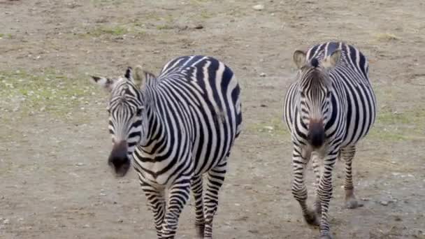 Zebras Laufen Und Fressen Heu Hochwertiges Filmmaterial — Stockvideo