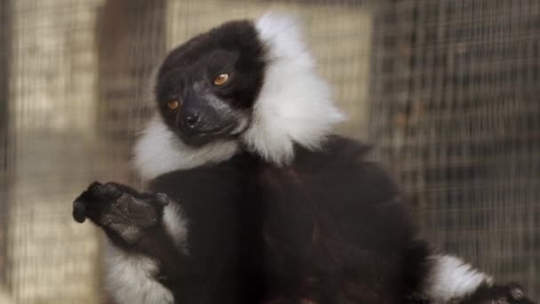 Macaco Maki Gaiola Zoológico Imagens Alta Qualidade — Vídeo de Stock