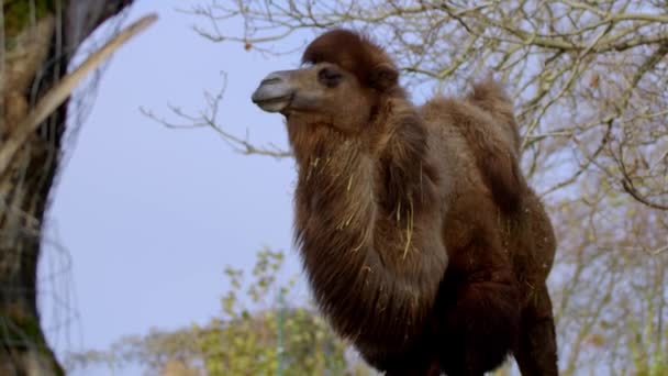 骆驼站在户外吃草 高质量的4K镜头 — 图库视频影像