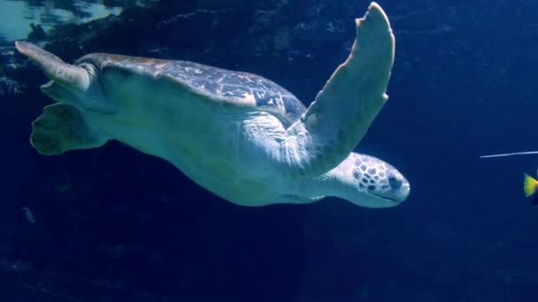 Tartaruga Gigante Aquário Zoológico Imagens Alta Qualidade — Vídeo de Stock