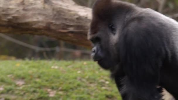 雄大猩猩采食胡萝卜 高质量的4K镜头 — 图库视频影像