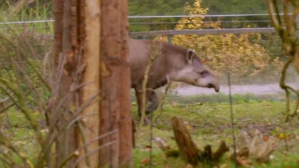 Tapir Land Zoo Hochwertiges Filmmaterial — Stockvideo