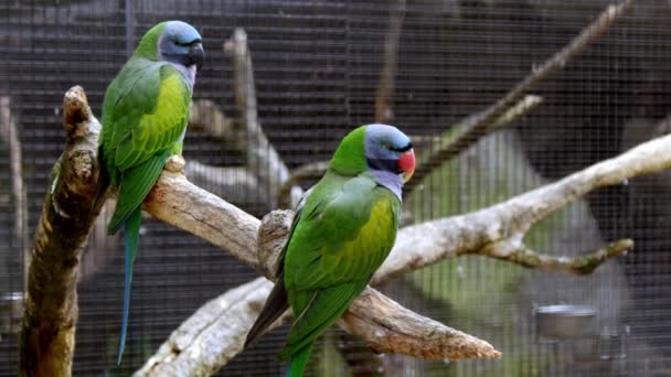Hayvanat Bahçesindeki Yeşil Ara Papağanları Yüksek Kalite Görüntü — Stok video