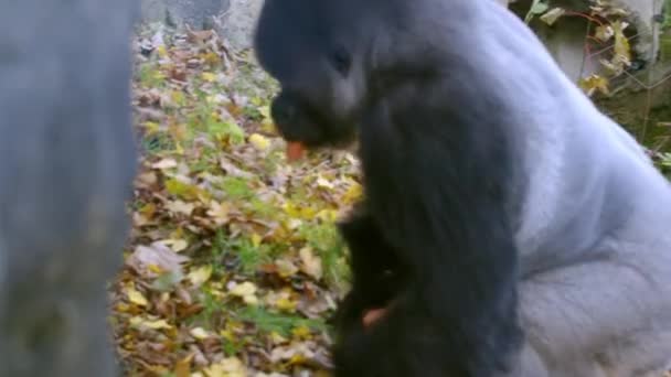 雄大猩猩采食胡萝卜 高质量的4K镜头 — 图库视频影像