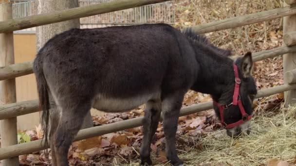 動物園での茶色のロバの放牧 高品質4K映像 — ストック動画