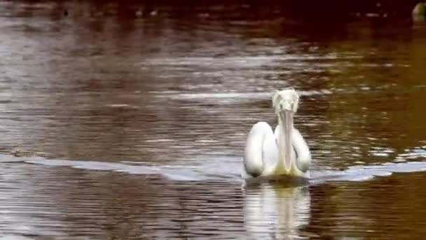 Большой Белый Пеликан Плавает Пруду Высококачественные Кадры — стоковое видео