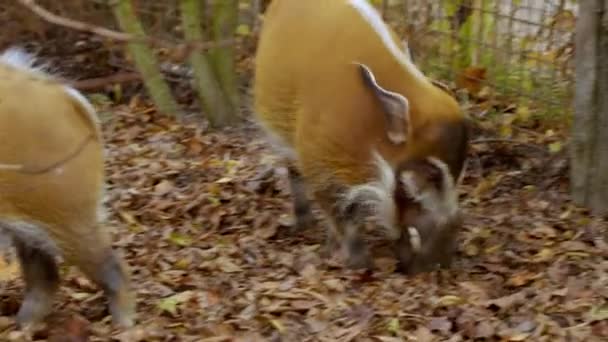 红河猪在动物园里吃东西 高质量的4K镜头 — 图库视频影像