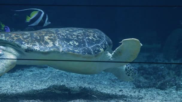 Tartaruga Gigante Squalo Nell Acquario Dello Zoo Filmati Alta Qualità — Video Stock