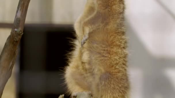 Erdmännchen Starren Zoo Herum Hochwertiges Filmmaterial — Stockvideo