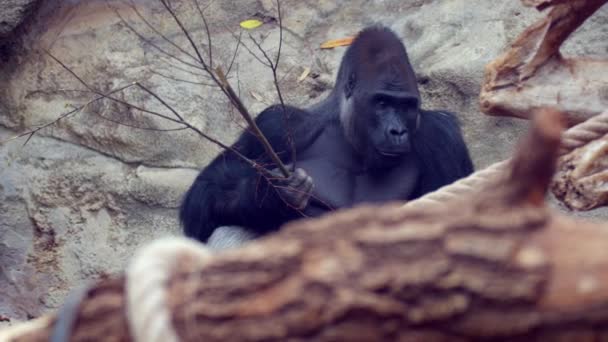 Gorila Comendo Galho Árvore Gorila Bai Imagens Alta Qualidade — Vídeo de Stock