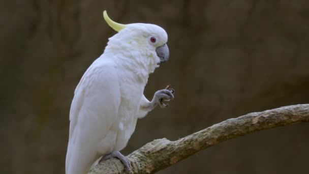 Cockatoo Sitting Branch Eating High Quality Footage — Stock Video