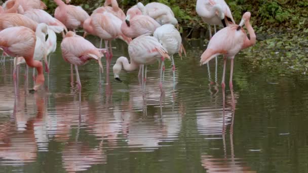 Hayvanat Bahçesindeki Gölette Duran Flamingo Sürüsü Yüksek Kalite Görüntü — Stok video