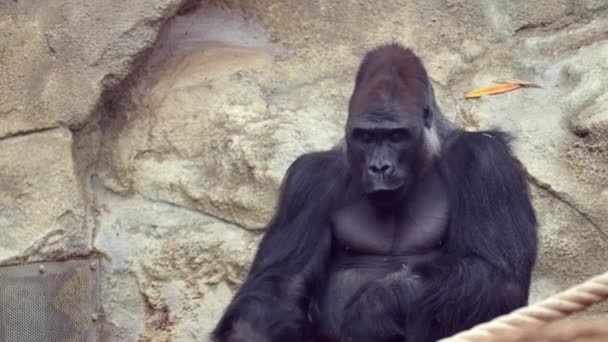 Gorila Mananca Ramura Copac Gorila Bai Imagini Înaltă Calitate — Videoclip de stoc