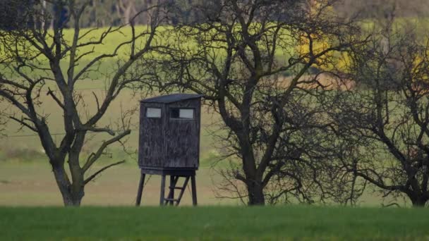 Peuplement Élevé Poiriers Dans Paysage Rural Images Haute Qualité — Video
