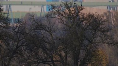 Kargalar sonbaharda ağaçlarda kavga eder ve oturur. Yüksek kalite 4k görüntü