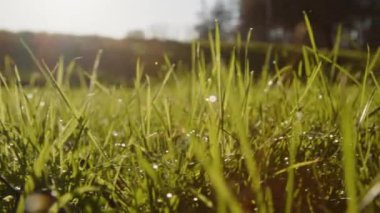 Güzel gün ışığında çiğ taneleri olan çimenler. Yüksek kalite 4k görüntü