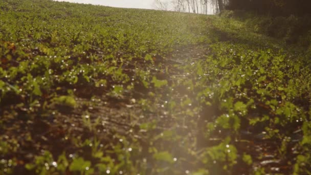 Fånga Gröda Jordbruksmark Hösten Med Spindelkolvar Högkvalitativ Film — Stockvideo