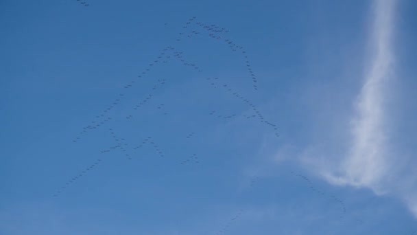 Ptaki Wędrowne Latające Formacjach Niebie Wysokiej Jakości Materiał — Wideo stockowe