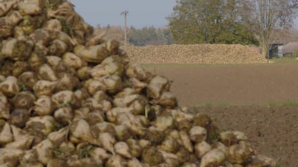 Mucchio Barbabietole Zucchero Sul Campo Agricolo Attesa Essere Raccolti Filmati — Video Stock