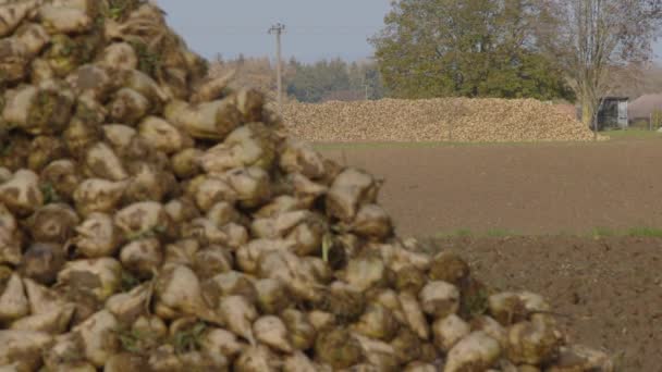 Stapel Suikerbieten Landbouwgebied Wachten Worden Opgehaald Hoge Kwaliteit Beeldmateriaal — Stockvideo