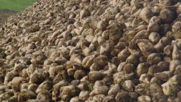 Montón Remolachas Azucareras Campo Agrícola Espera Ser Recogidas Imágenes Alta — Vídeo de stock