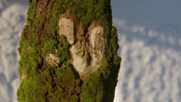 Сердце Форме Мха Кленовом Дереве Высококачественные Кадры — стоковое видео