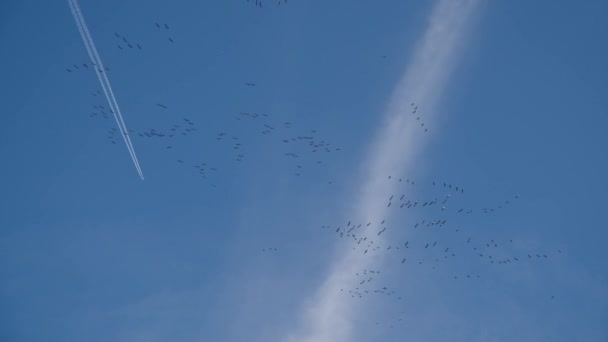 Göçmen Kuşlar Gökyüzünde Sıra Sıra Uçuyorlar Yüksek Kalite Görüntü — Stok video